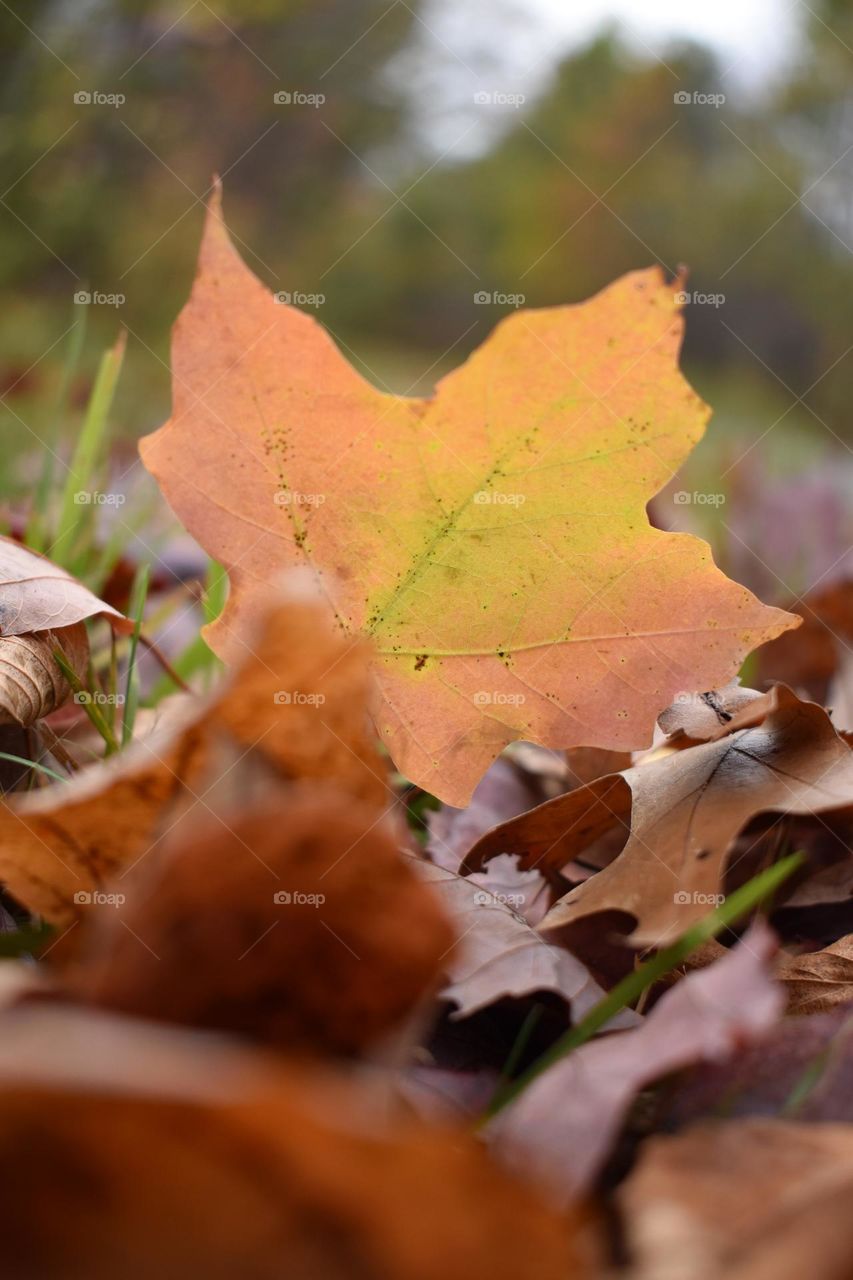 Fallen leaves