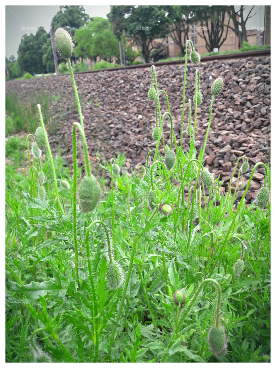 when I bloom I'll take the train