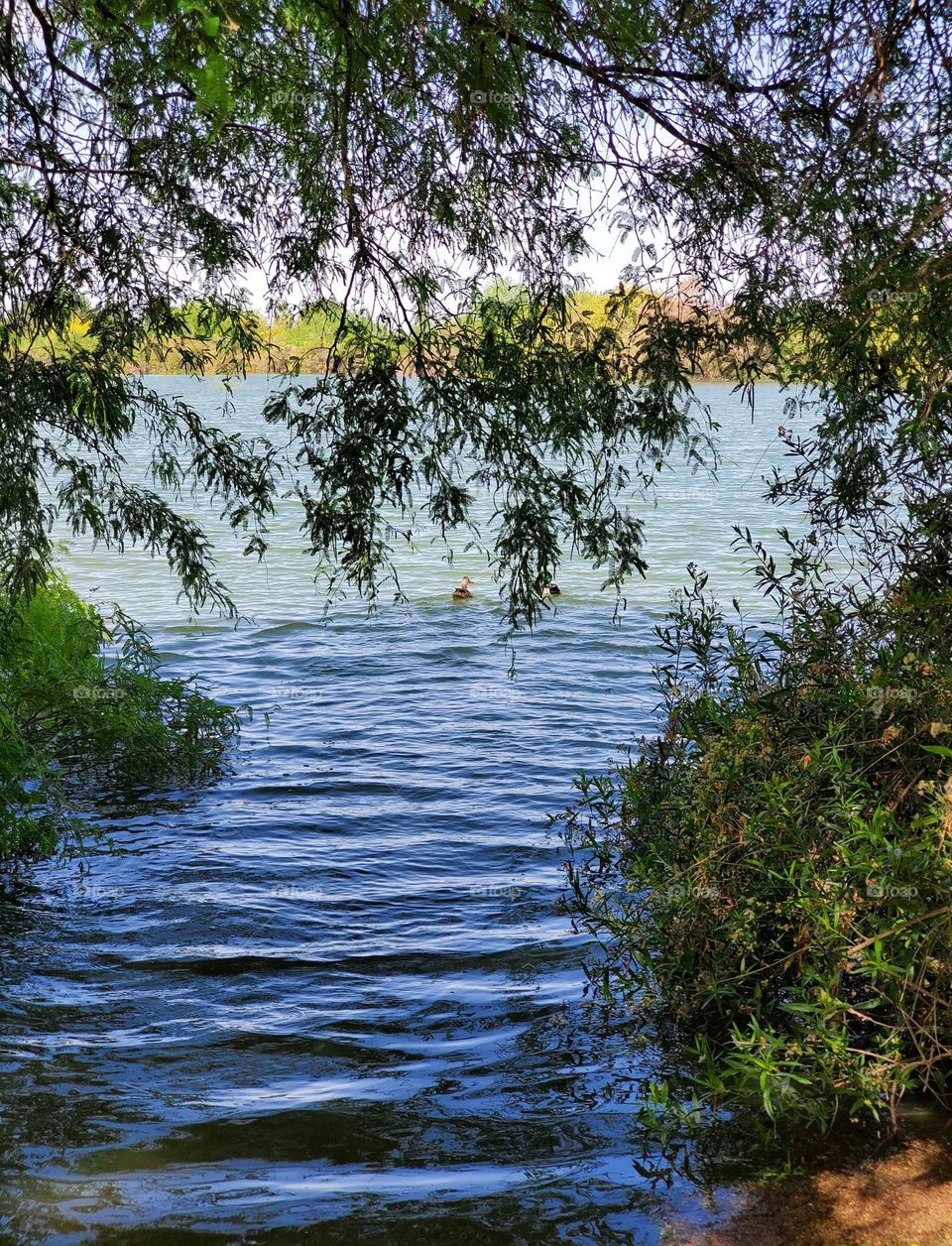 Branches Hanging Over the Lakeshore