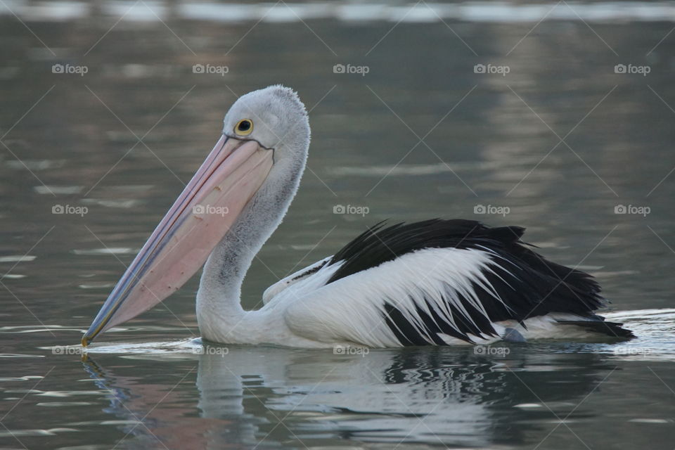 Australian Pelican