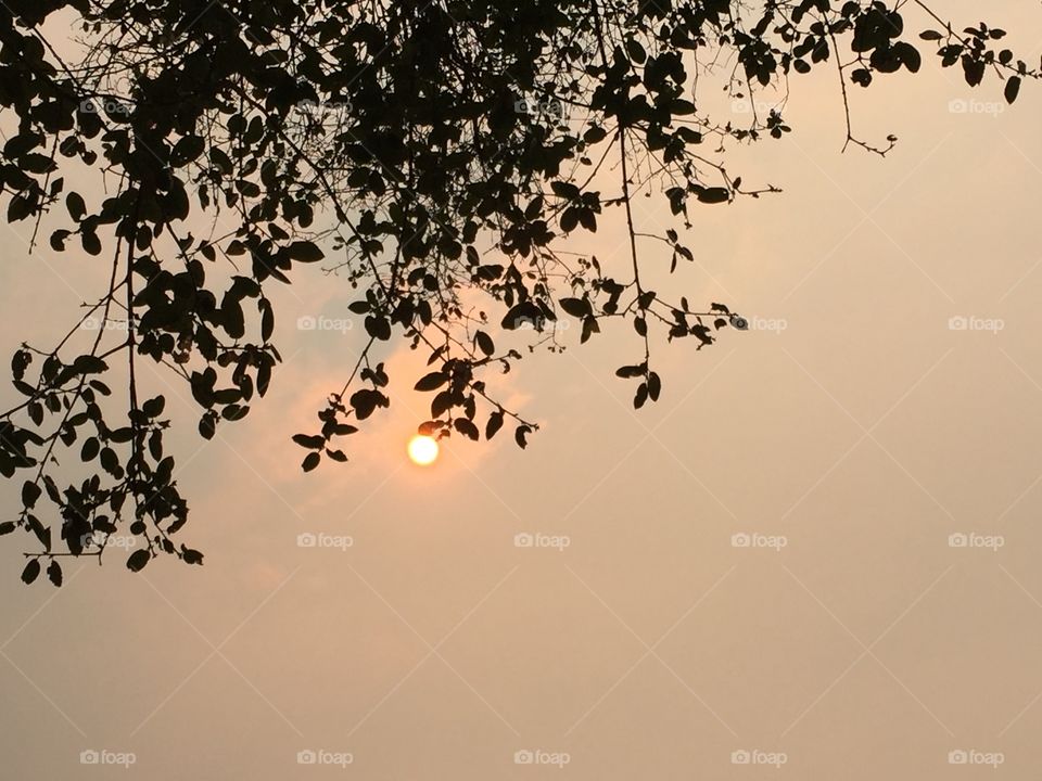 Glowing sun. Standing under a scrub oak tree observing the suns powerful glow through a sky filled with smoke.