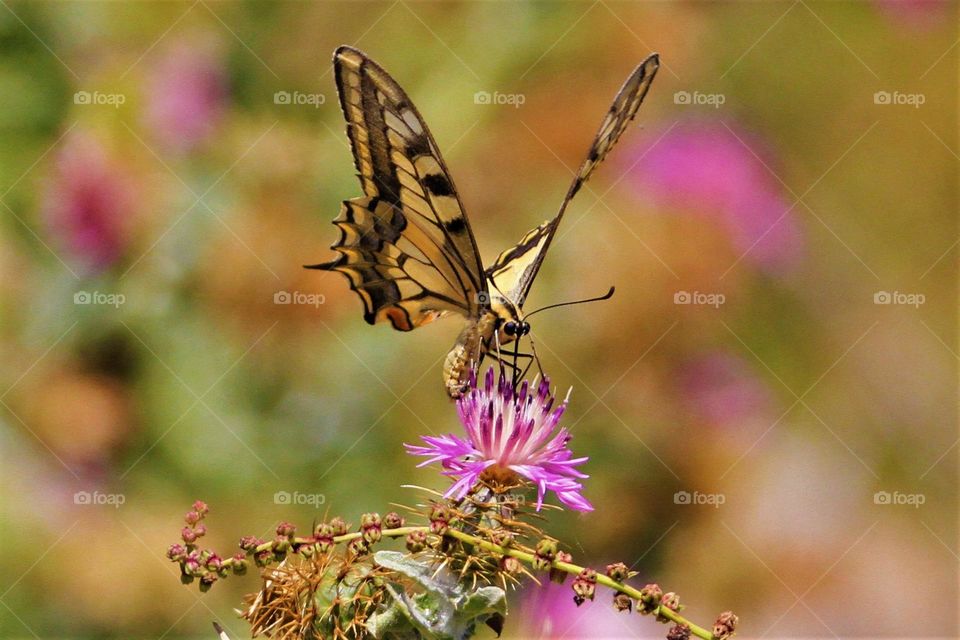 Thistle blossoms, beauty stands on the blossom