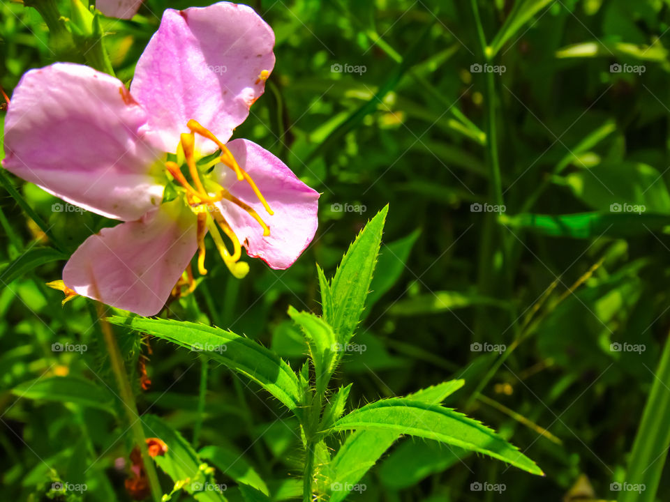 pink wildflower in meadow