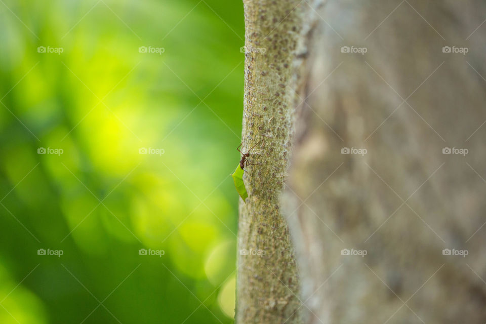 Ant carrying a leaf