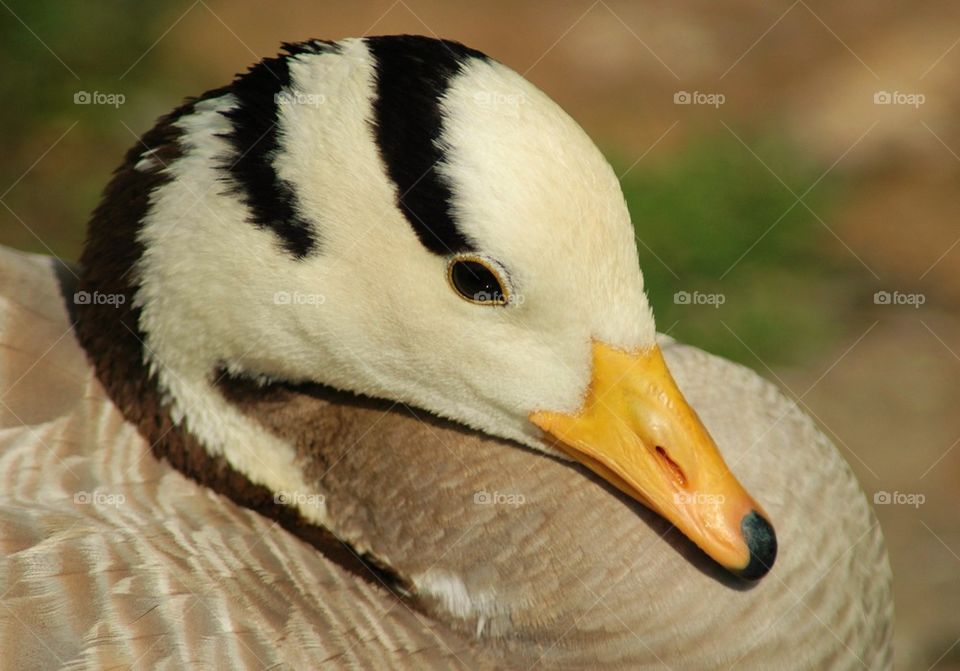 Duck