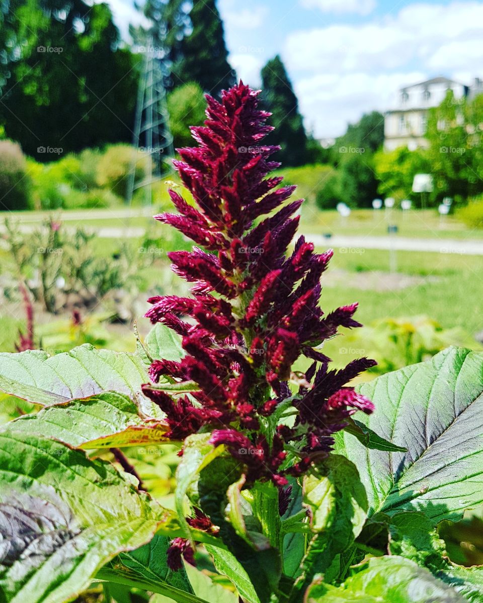 Blume Botanischer Garten Bonn