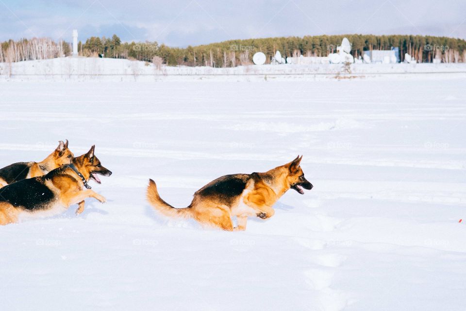 German shepherds have winter activities