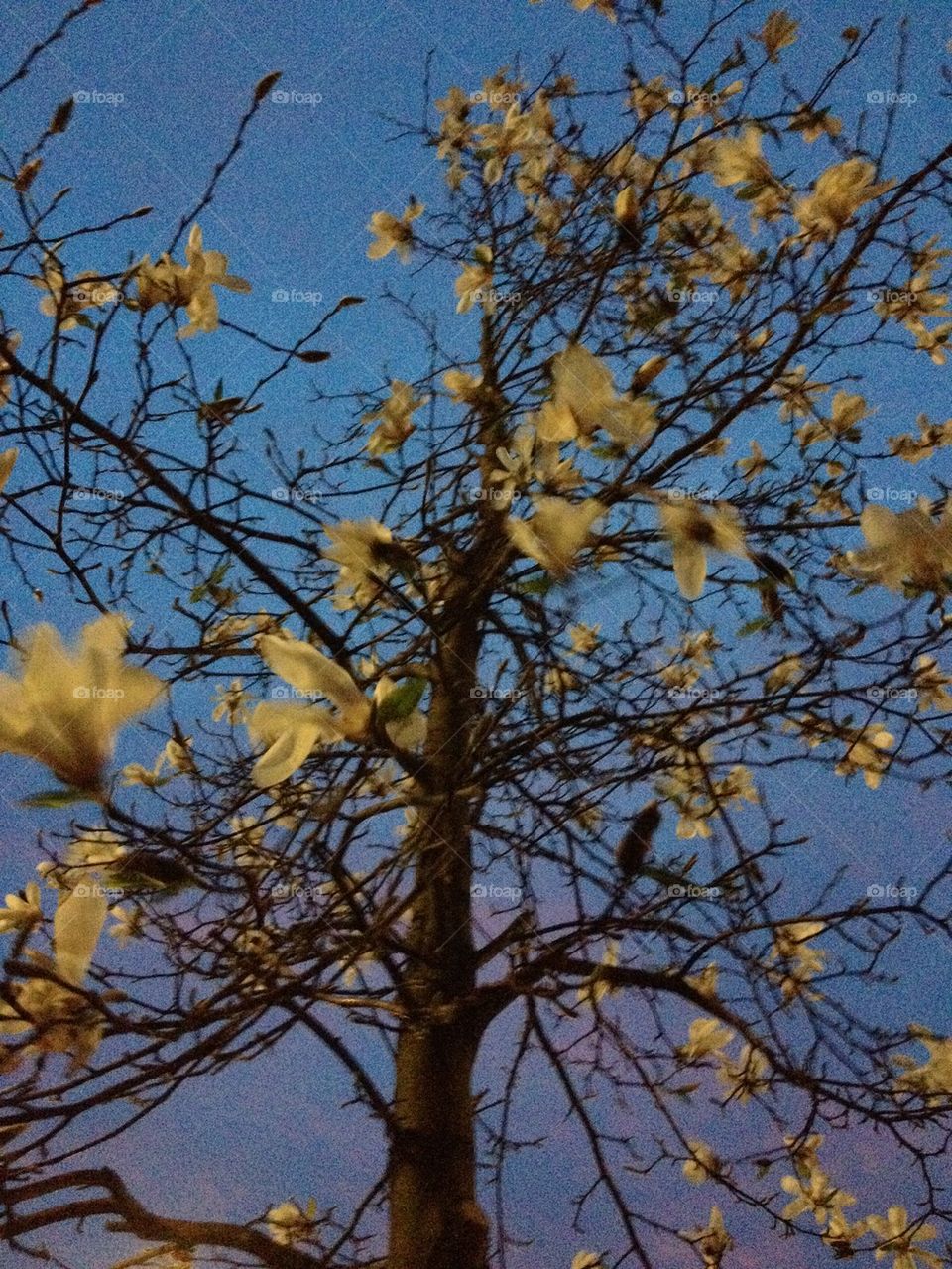 Winter blossom.