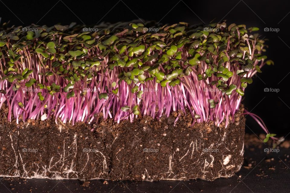 microgreen red cabbage