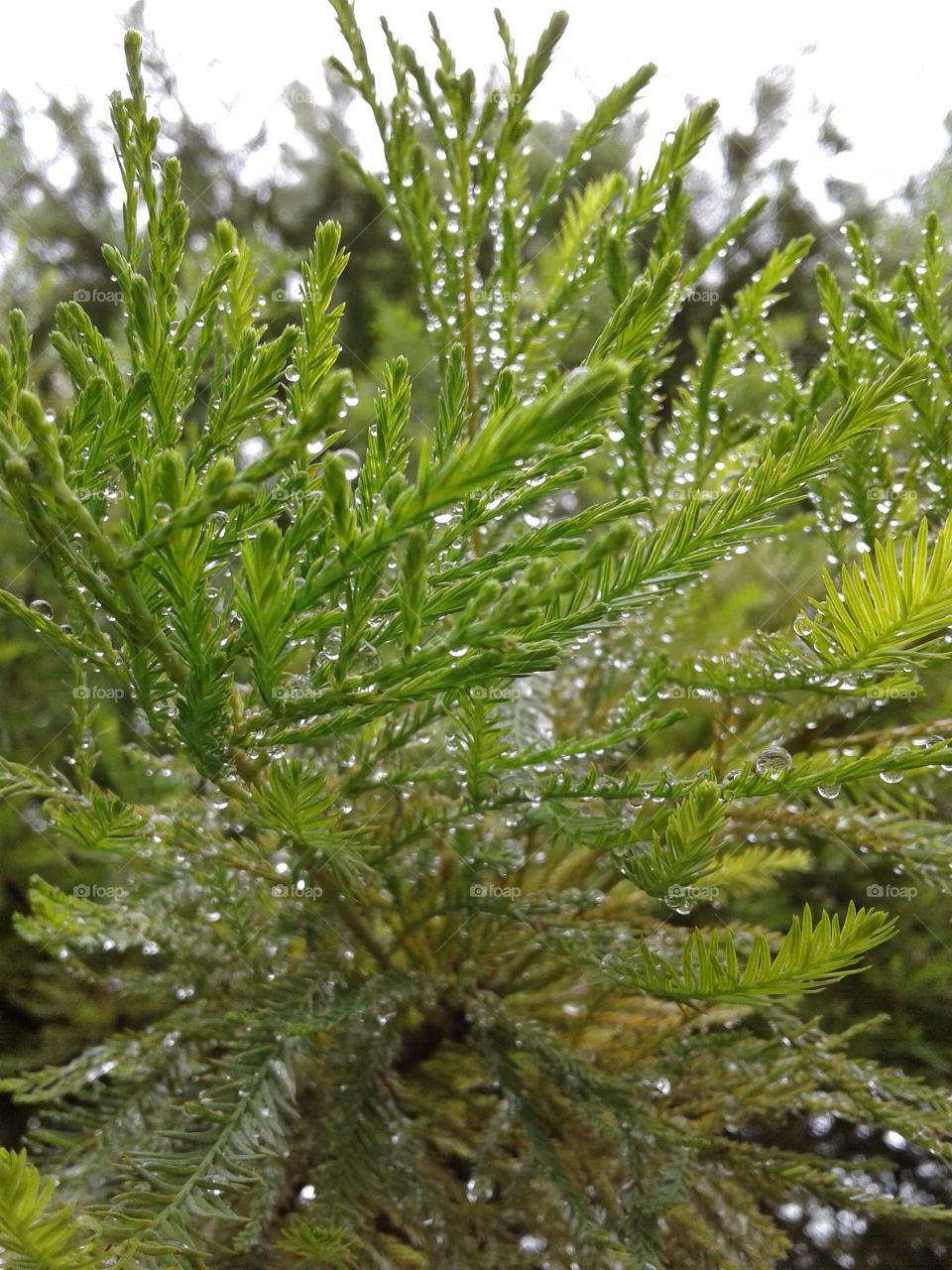 natural dewy texture