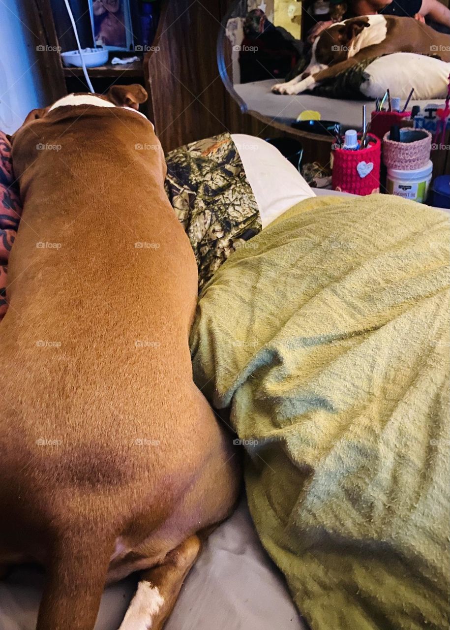 Dog perspective, of her reflection in the mirror! 