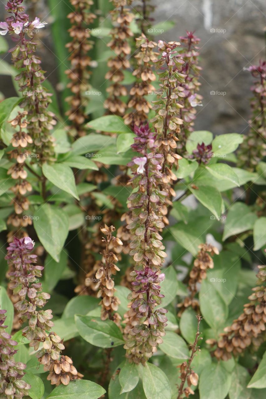 my garden glimmer : fraranance maker orchid