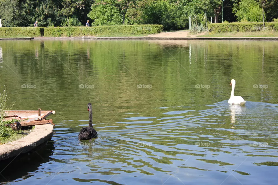 Swans