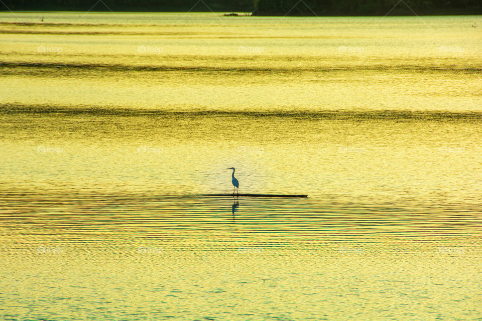 Egret standing in the shiny lake
