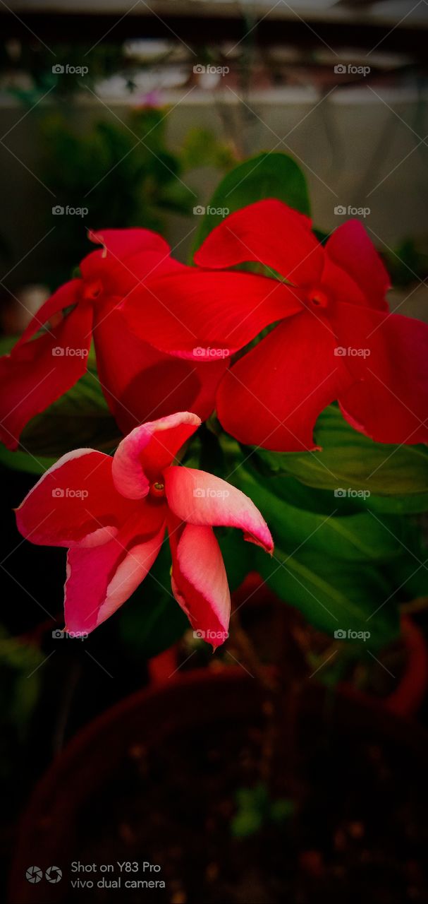 #foap #infoapartemen #foapjuly18 #foapaug18 #foapfeb18 #foapapril17 #foapers #foapjune18 #fotografoaprendiz #sfoapprentices #foaper #infoapartment #foapmission #foapmay18 #foapapr18 #foapit #infoaplikasipaytren #infoapple #foapom #foapjan19 #infoapp