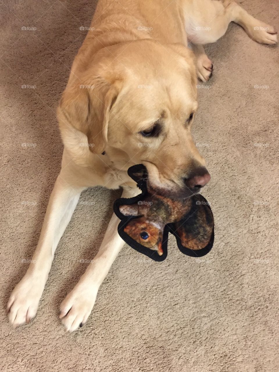 Dog with Toy Squirrel 