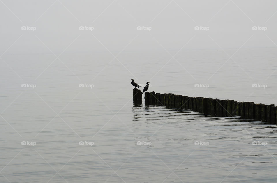 foggy day at the Baltic sea coast in Poland