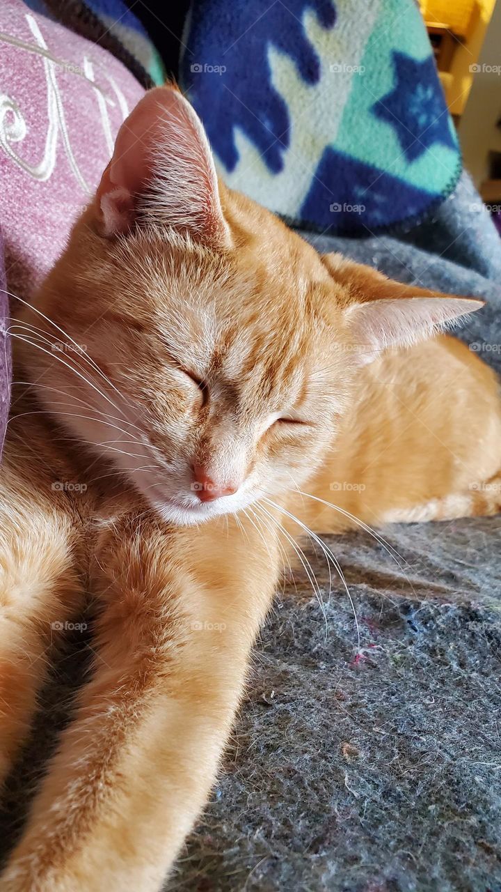 close up of orange tabby Windy sleeping on chair in sunlight