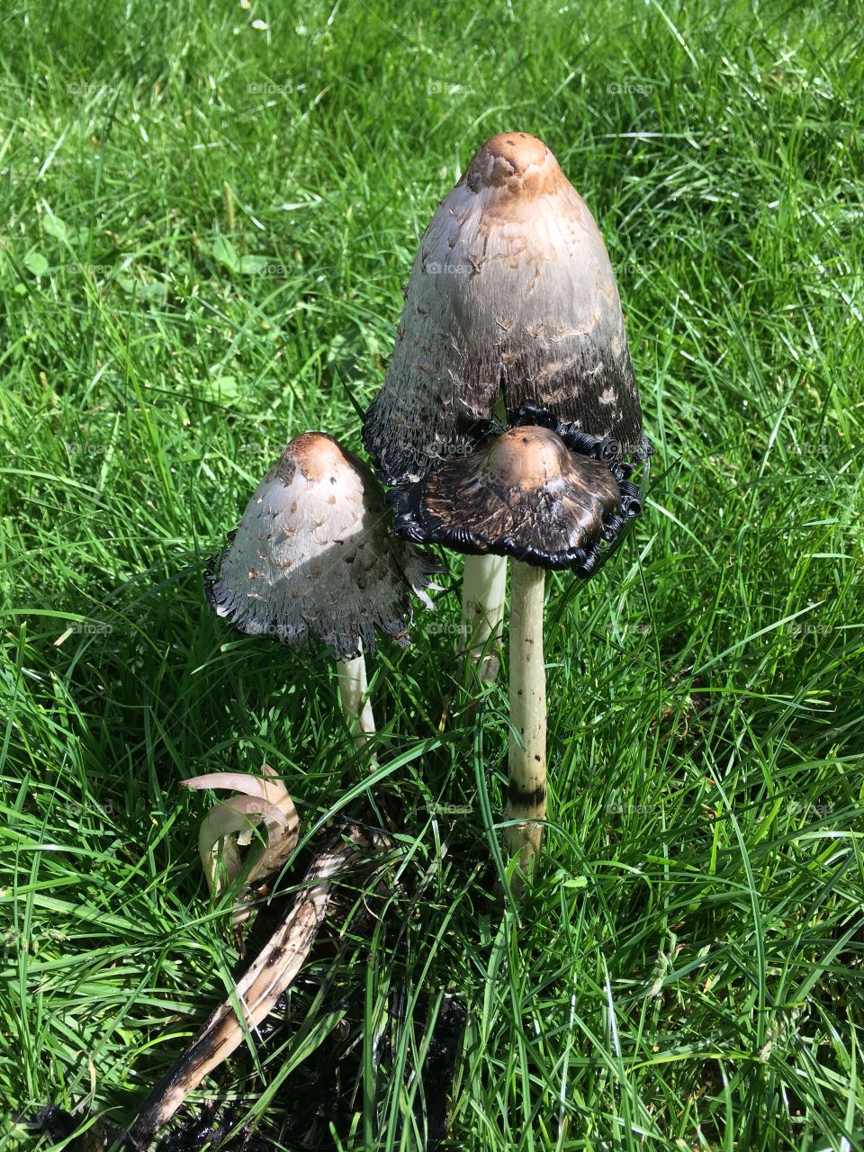 Mushroom in Valby, Copenhagen 
