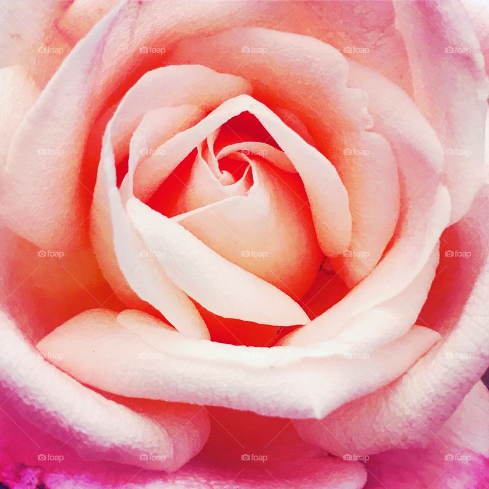 Flower pink ❤️