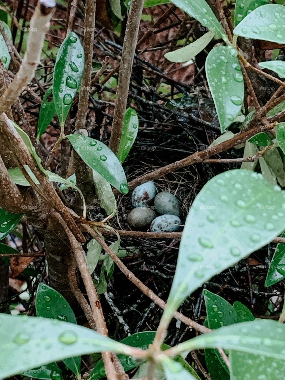 Bird eggs in a nest on a rainy day