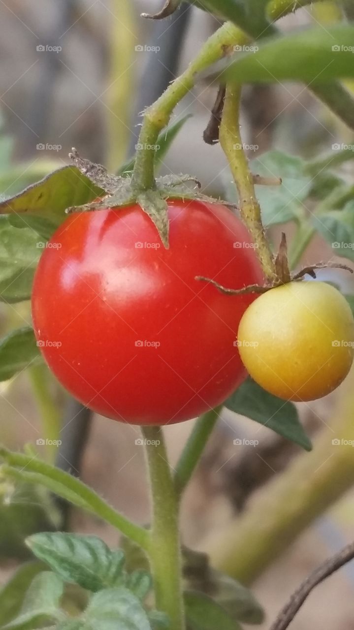 last tomatoes of the season
