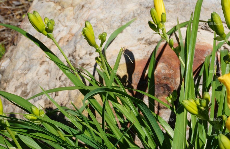 Green plant and stalks with many buds and budding yellow flowers.