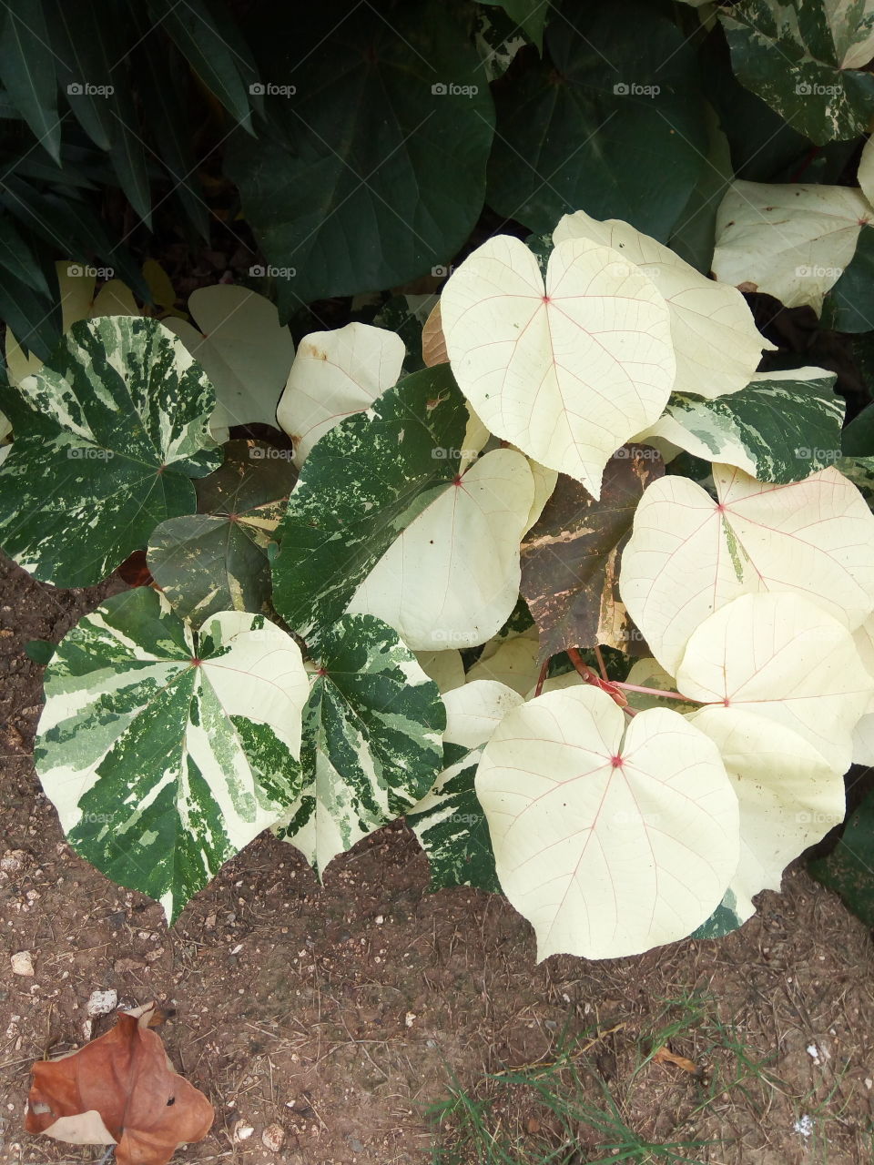 green -white leaves
