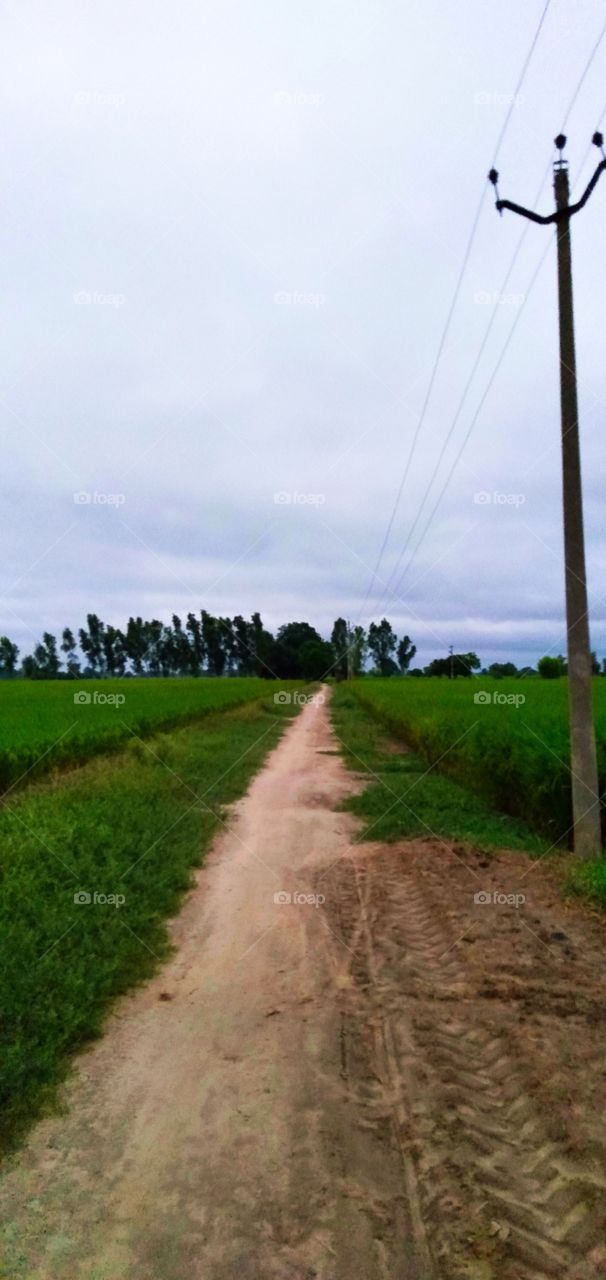road in fields