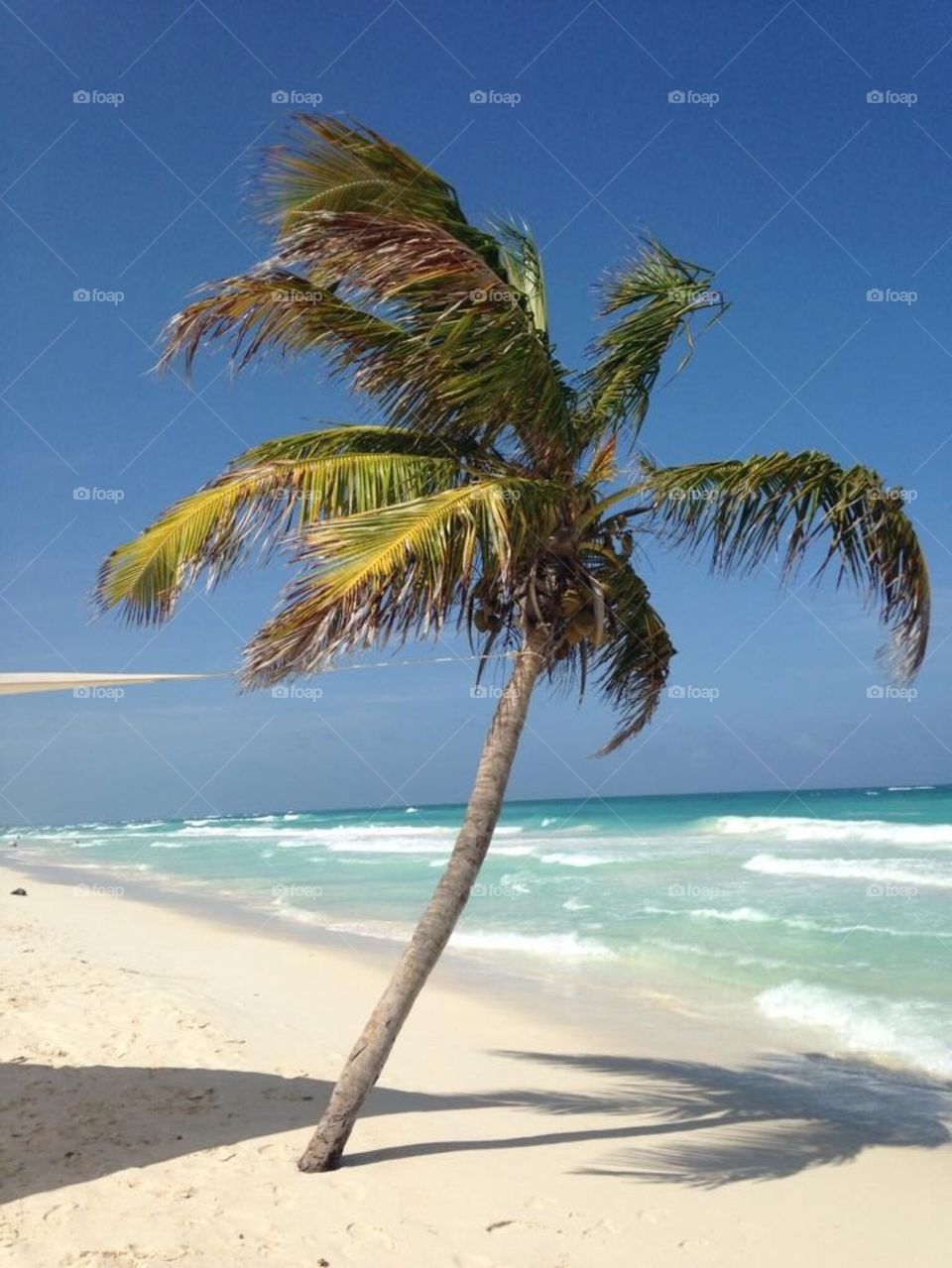 Palm tree at the beach 