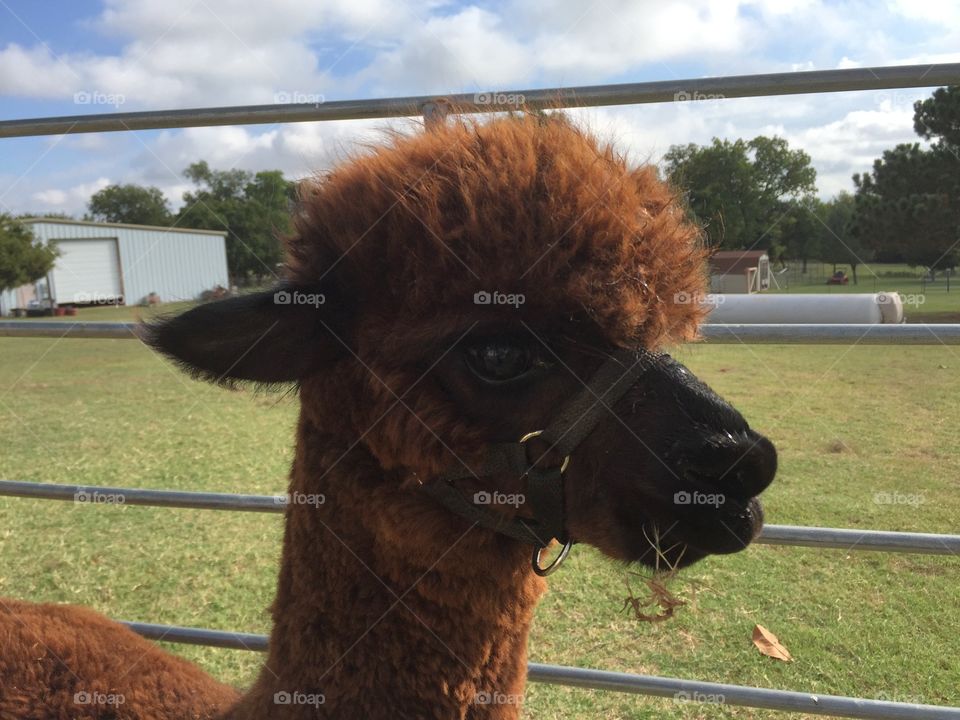 Young alpaca eating plant