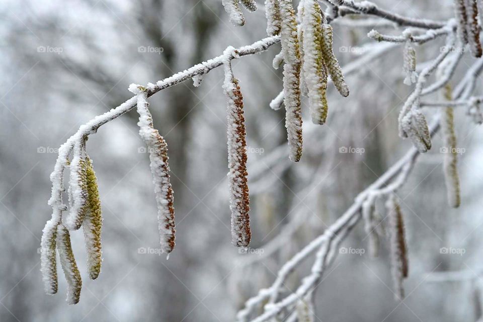 Close-up of a tree with frost in the winter