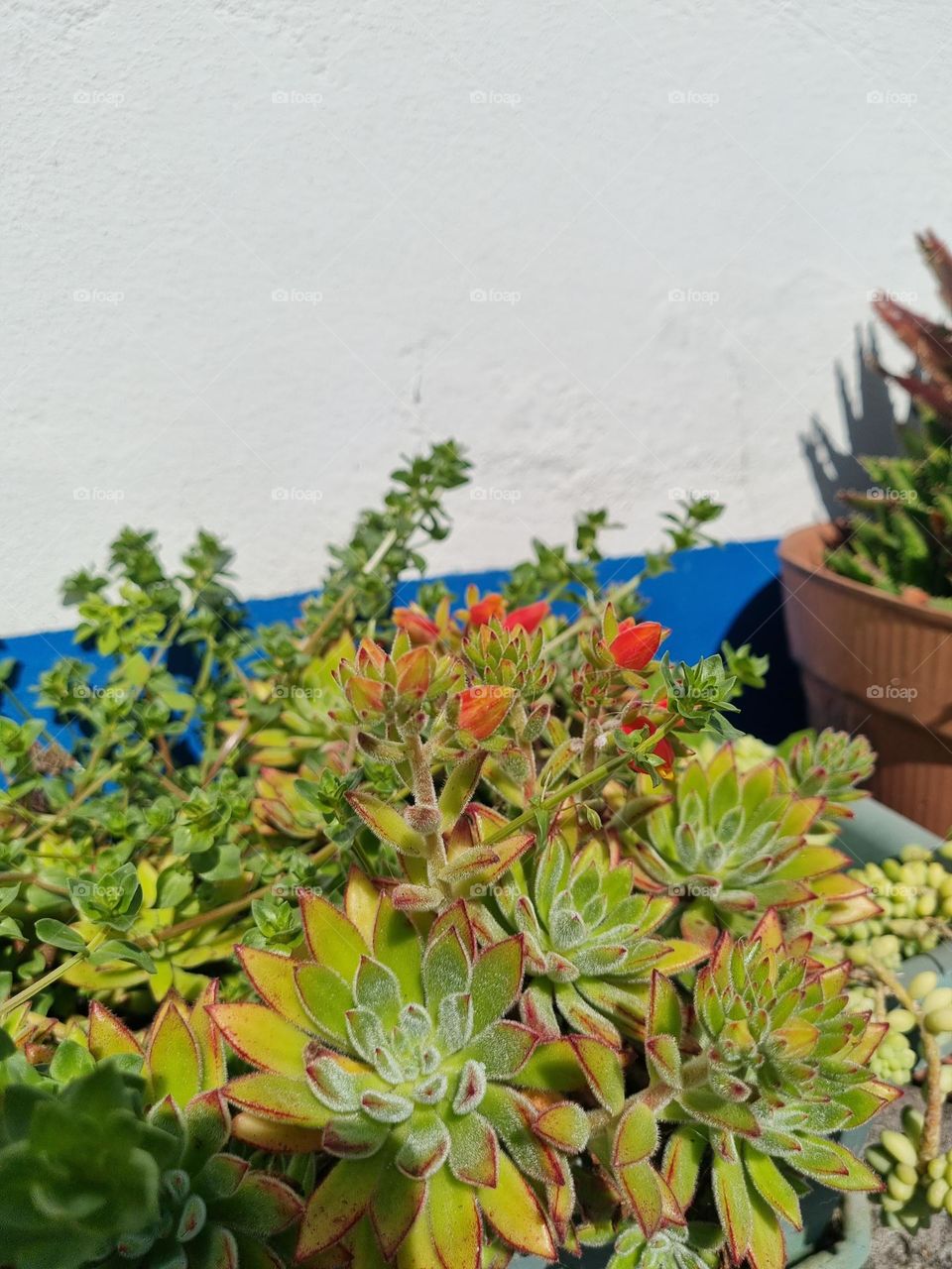 Beautiful green and orange flowers, leaning against a blue wall to increase the contrast of colors