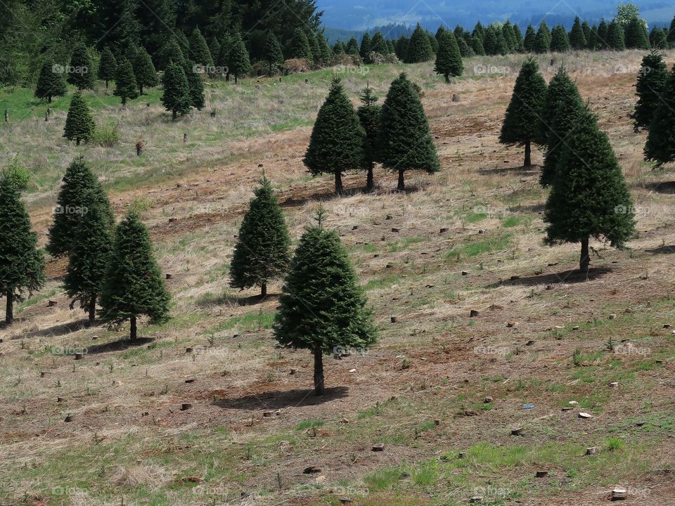 Perfectly shaped trees growing on a hill at a Christmas Tree Farm in Western Oregon during the spring. 