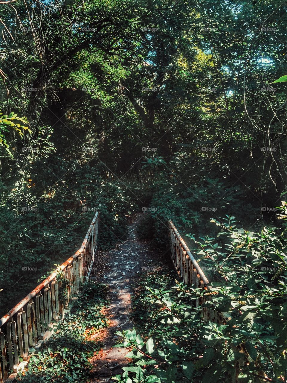 Small bridge in the forest