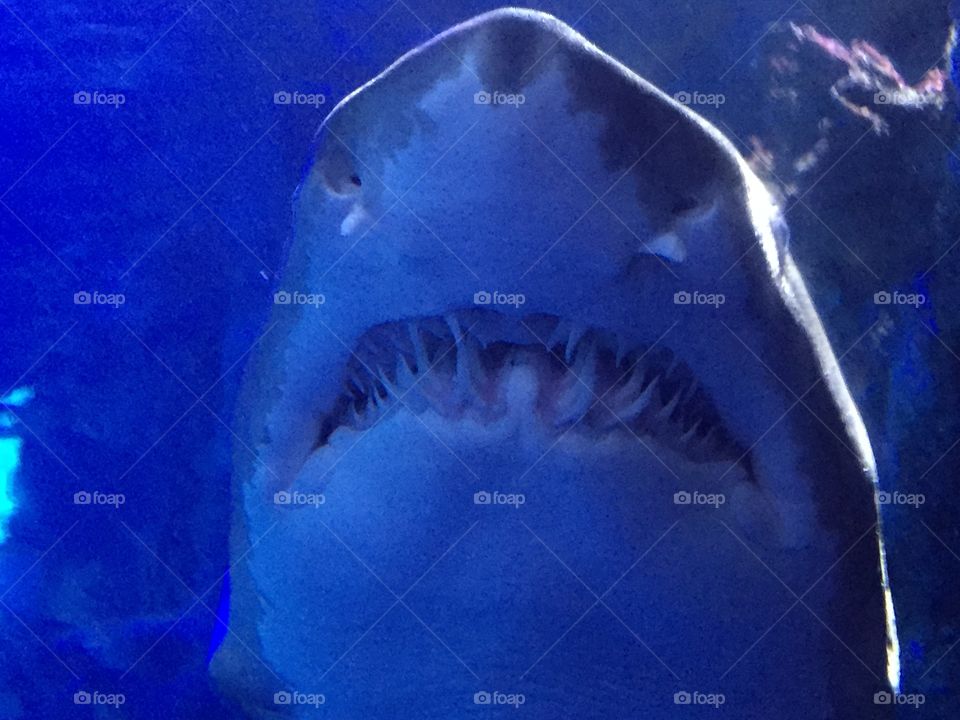 A shark swims in a tank in captivity.