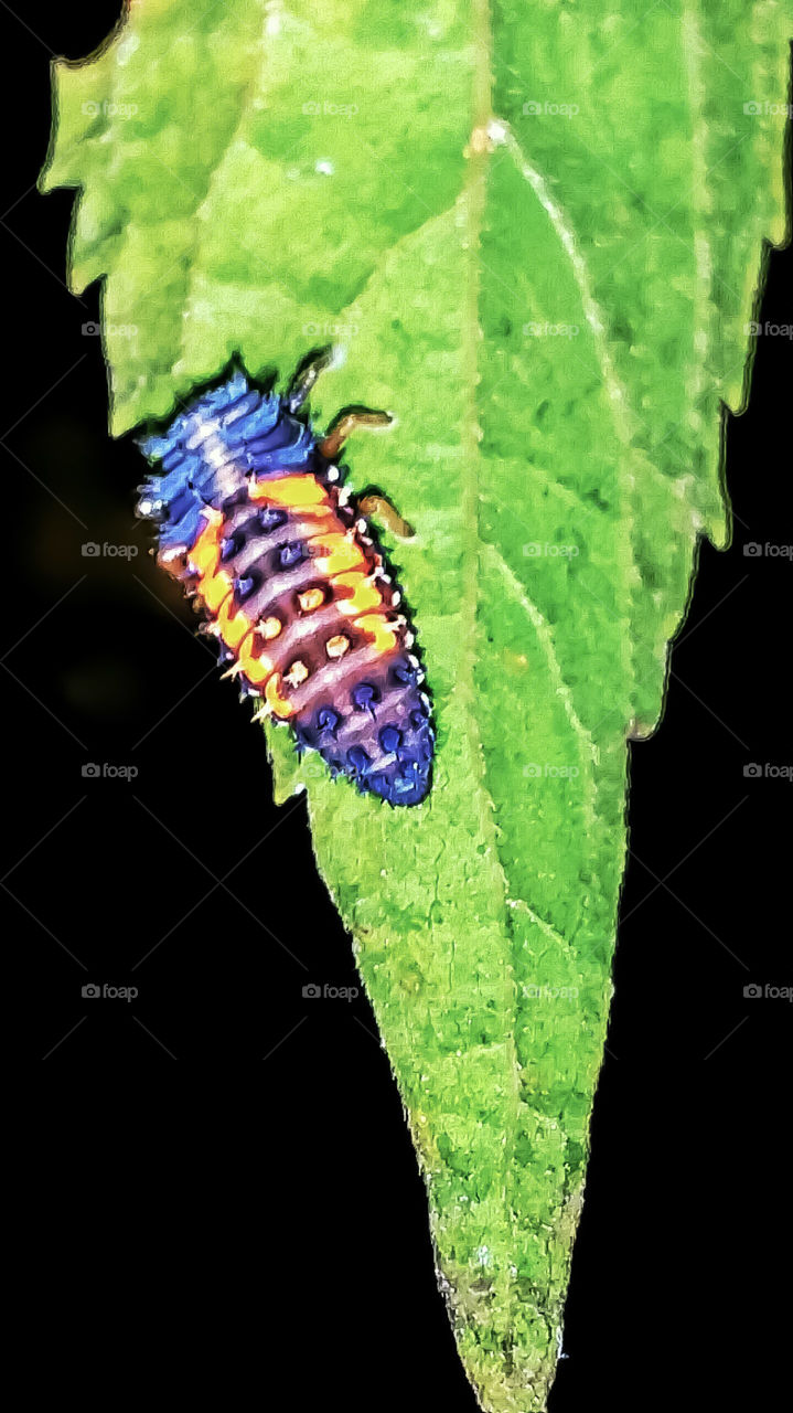 ladybug larvae on leaf at night