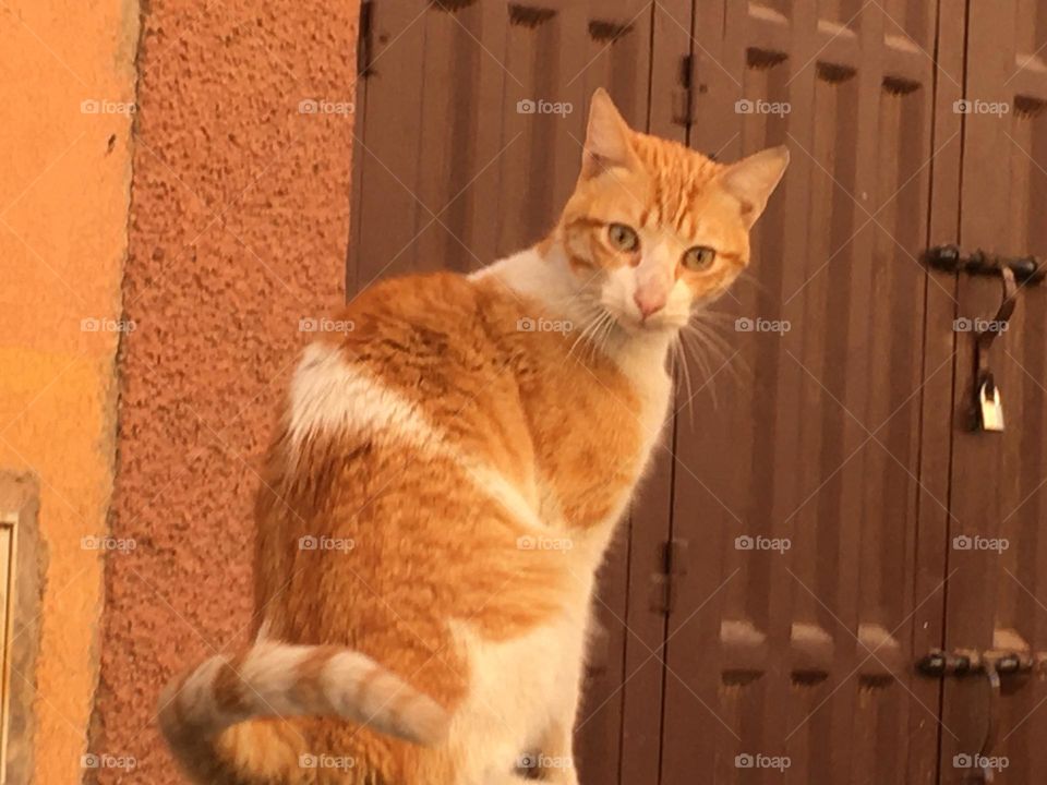 Beautiful cat looking at camera 