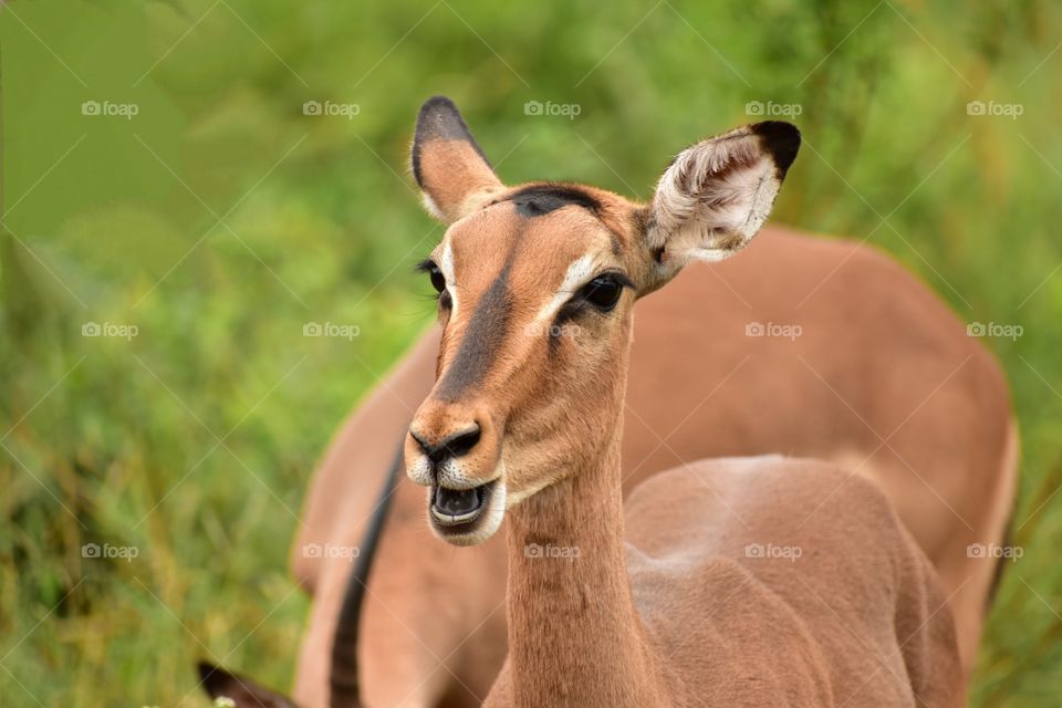 An Impala Ewe Ruminating