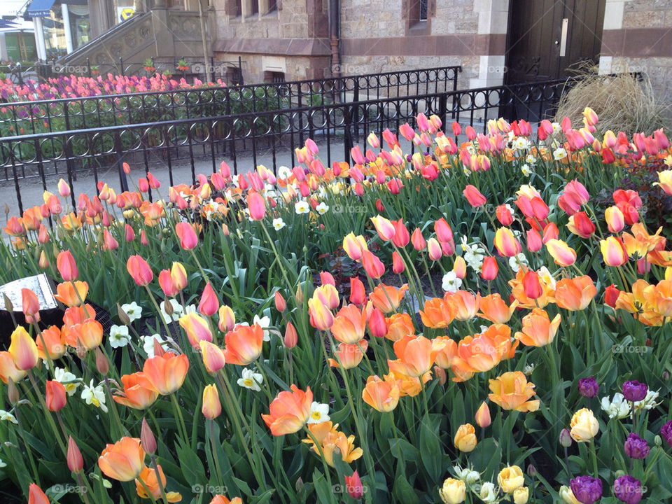 spring boston tulips by clayelle.wolf
