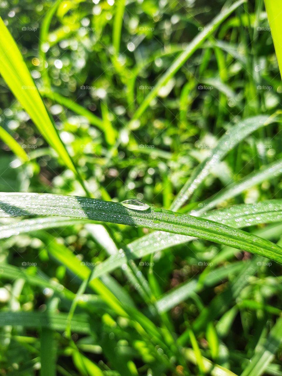 This photo taken in the morning is a dew of drop on a leaf of grass in sri lanka