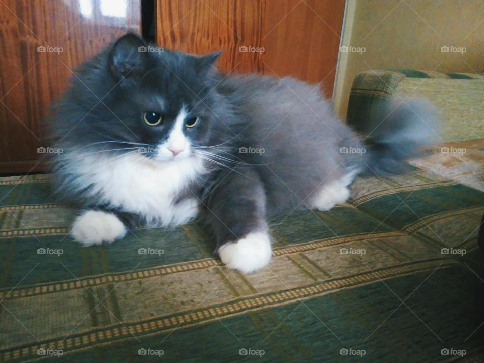 pet cat lying on the sofa