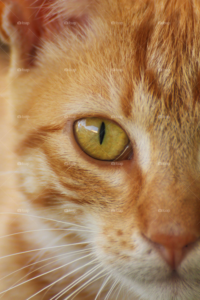 Close-up cute ginger tabby cat focus on eye