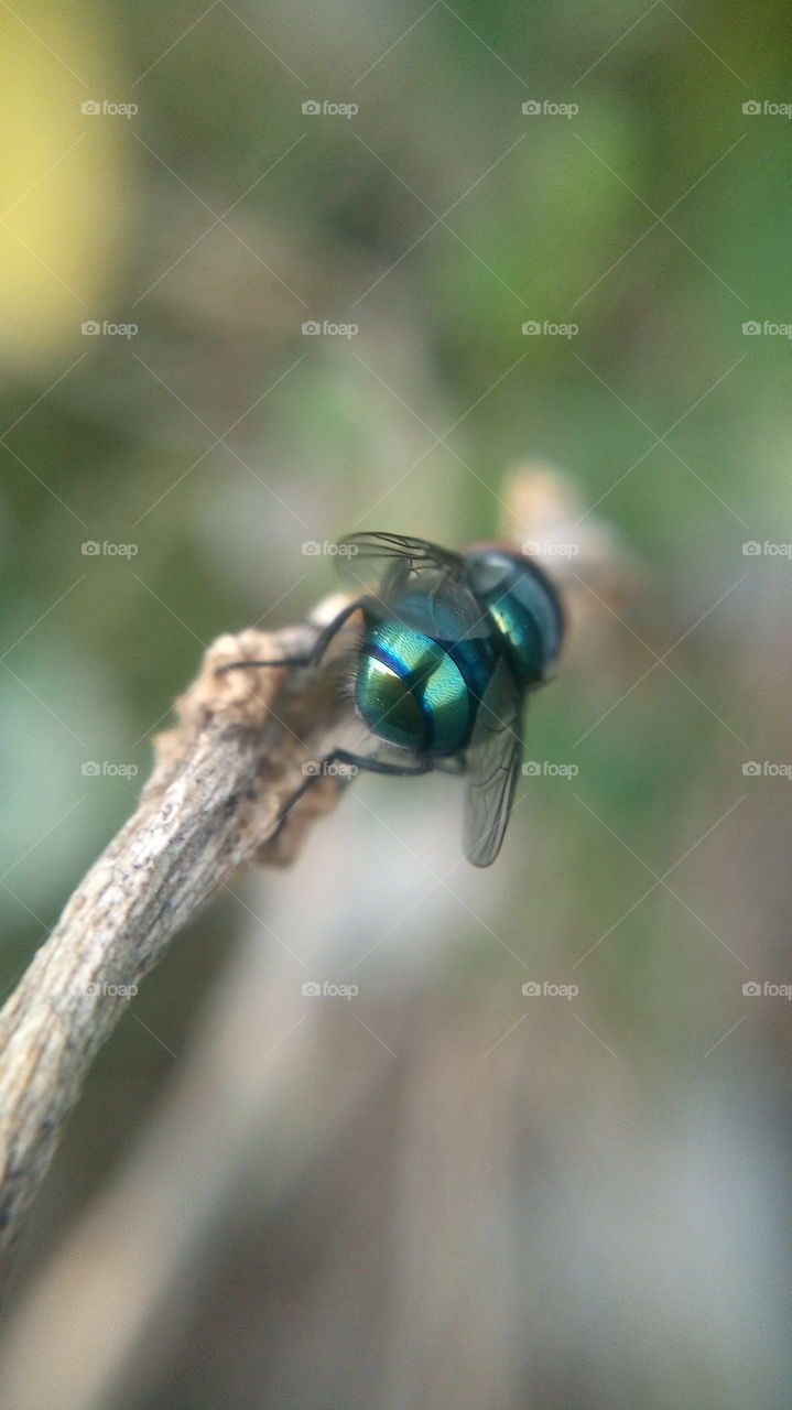 the most beautiful colourful bug