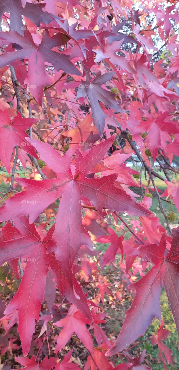 red leaves