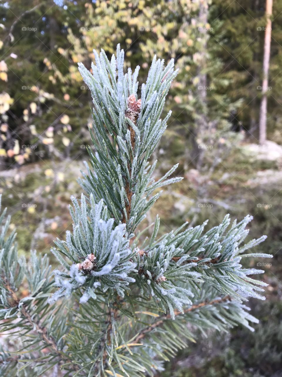 A frozen pine tree