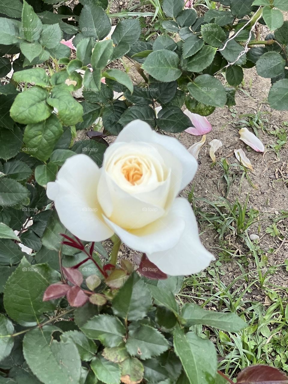 White rose in Yuanshan Flower Expo Park Taipei