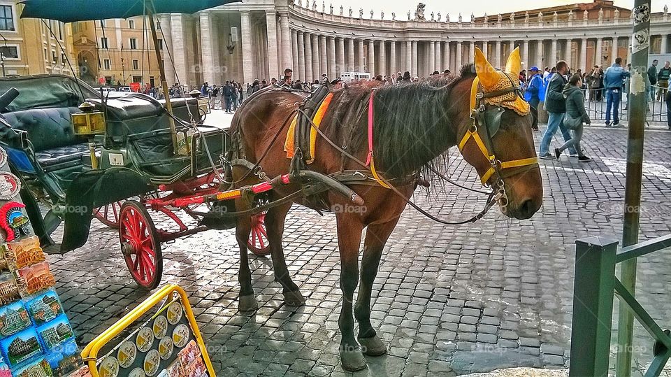 horse in Vatican