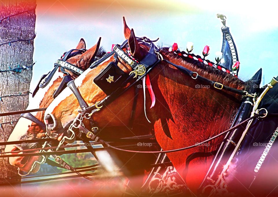 Clydesdale horses in sun beams.