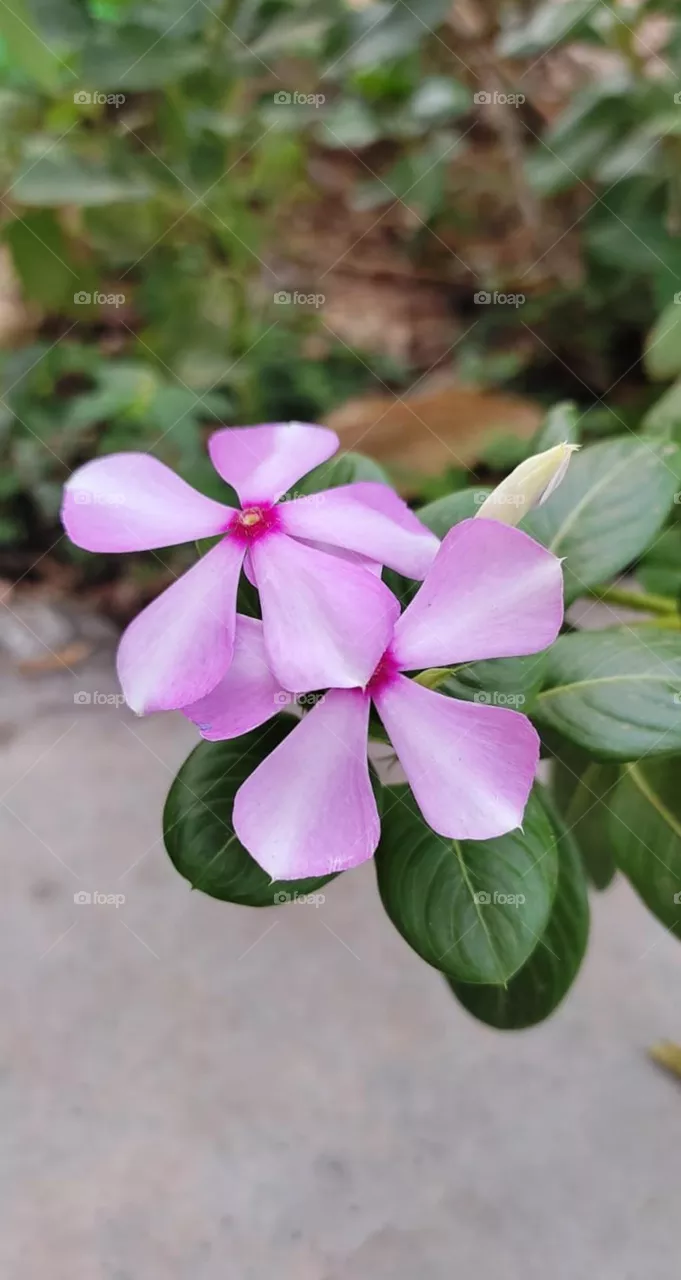 Periwinkle